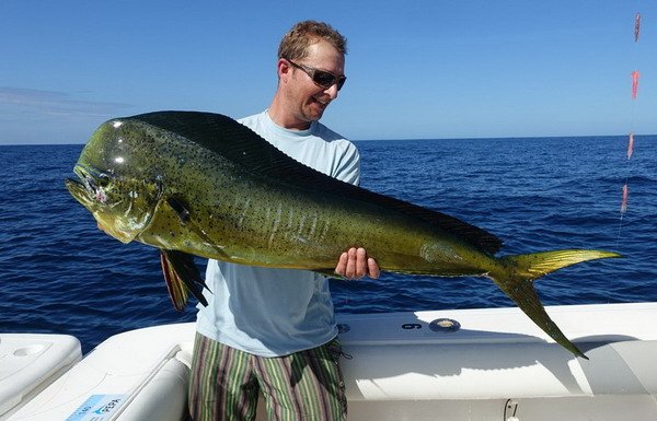 dorado 125 cm ulovene na trolling (wobbler Rapala 16 cm) dorado 125 cm ulovene na trolling (wobbler Rapala 16 cm)