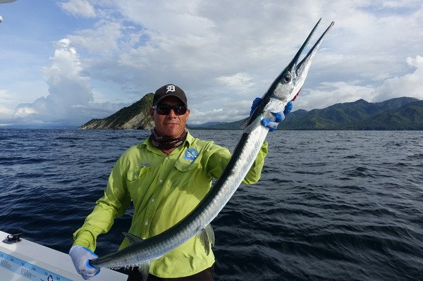 jehlice 135 cm ulovena na popp jehlice 135 cm ulovena na popp