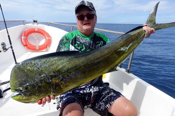 dorado 140 cm dorado 140 cm