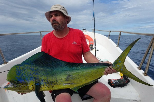 dorado 124 cm