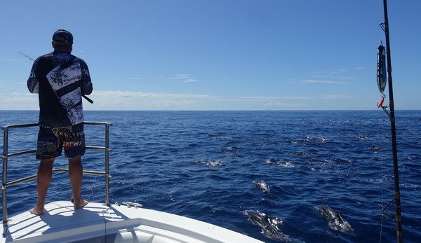 privlac mezi hejny delfinu a tunaku privlac mezi hejny delfinu a tunaku