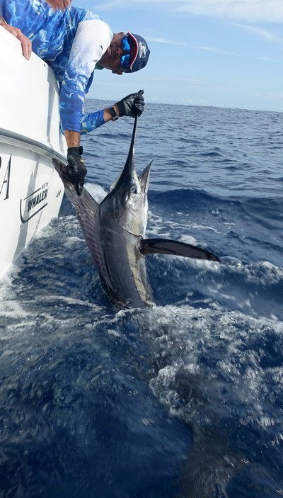 mecoun striped marlin 60 kg, 240 cm