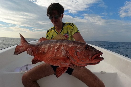 chnapal - cubera snapper uloveny na popp, Kostarika, prosinec chnapal - cubera snapper uloveny na popp, Kostarika, prosinec