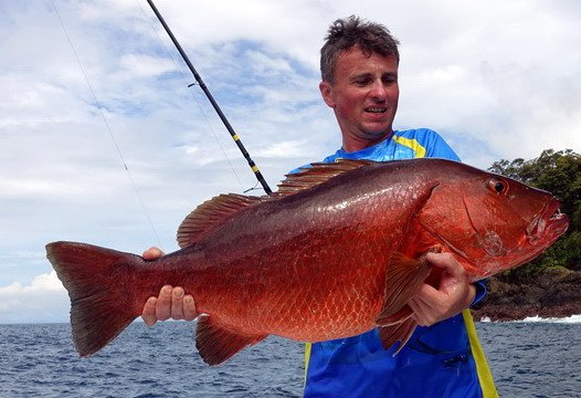 chnapal - cubera snapper 87 cm uloveny na popp