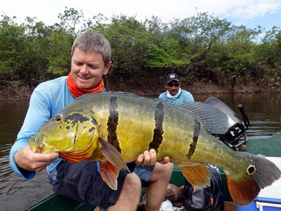 cichlida ocasooka - tucunare asu, 68 cm