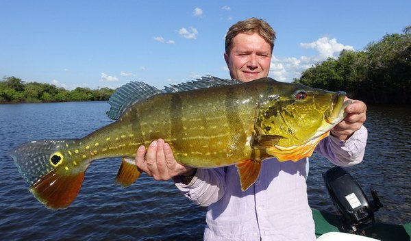 cichlida ocasooka - tucunare asu, 74 cm