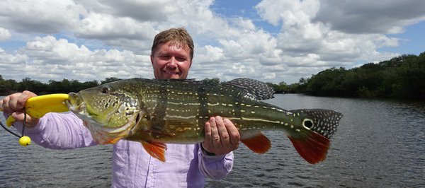 cichlida ocasooka - prechodova forma paca - asu, 70 cm