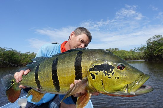 cichlida ocasooka - tucunare asu, 80 cm