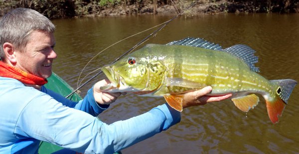 cichlida ocasooka - forma asu, 73 cm