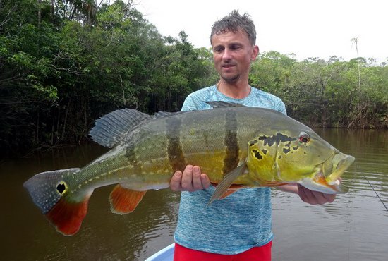 cichlida ocasooka - forma asu, 80 cm