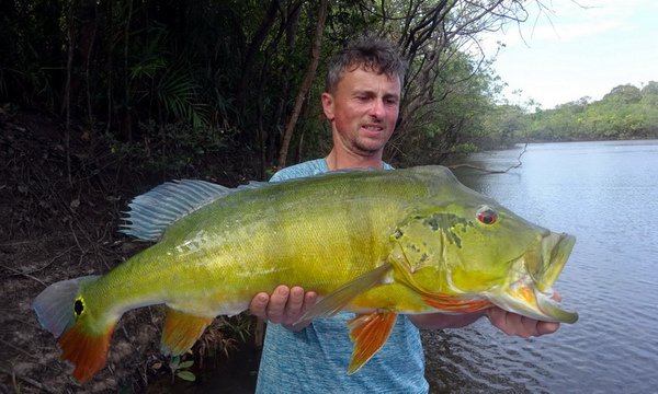 cichlida ocasooka - forma asu, 91 cm, 12 kg