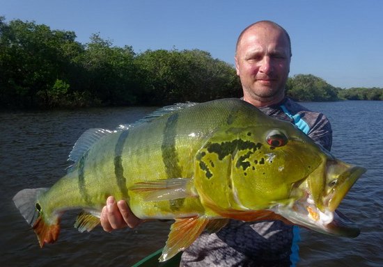 cichlida ocasooka - forma asu, 84 cm, 10 kg