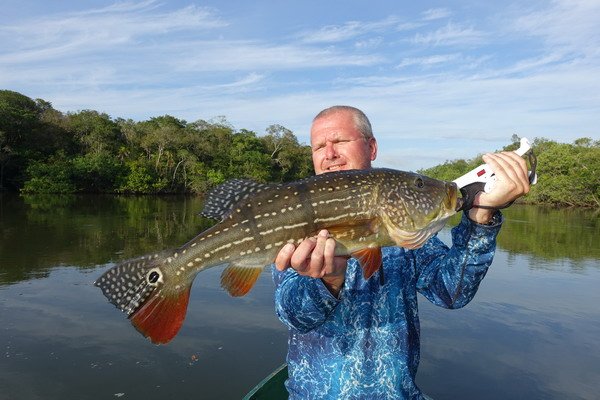 cichlida ocasooka 68 cm cichlida ocasooka 68 cm