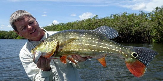 cichlida ocasooka 71 cm