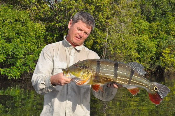 cichlida ocasooka 77 cm cichlida ocasooka 77 cm
