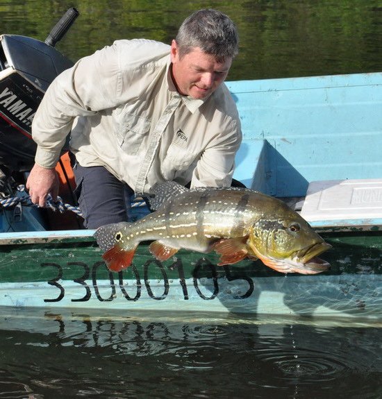 cichlida ocasooka 77 cm ulovena na jigstreamer