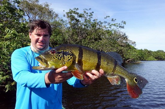 cichlida ocasooka 72 cm ulovena na plandavku