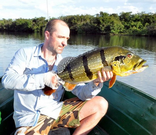 cichlida ocasooka 79 cm ulovena na musku-streamer