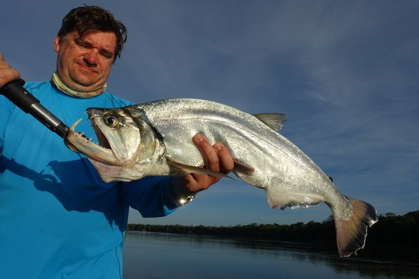 zubatice - payara 73 cm ulovena na popp