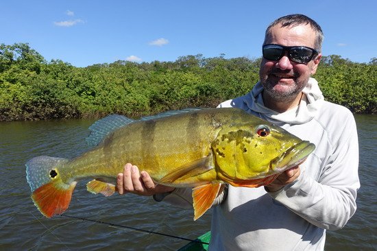 cichlida ocasooka 71 cm, 6 kg, ulovena na popp