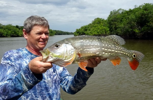 cichlida ocasooka 58 cm