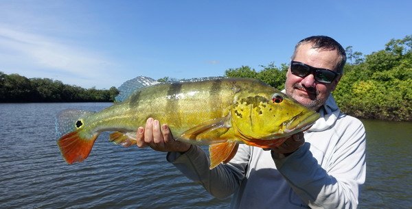 cichlida ocasooka 71 cm, 6 kg, ulovena na propp Berkley