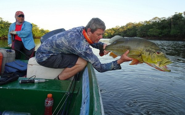 cichlida ocasooka 78 cm, 7 kg, ulovena na popp 14 cm