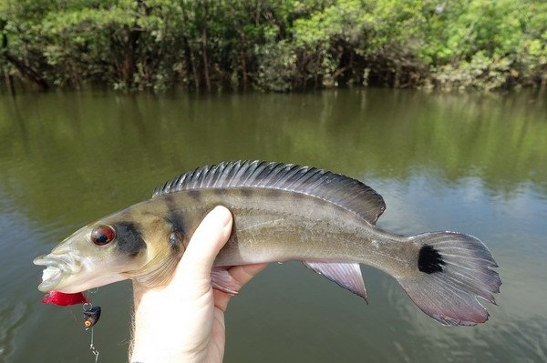 mataguare - Crenicichla sp