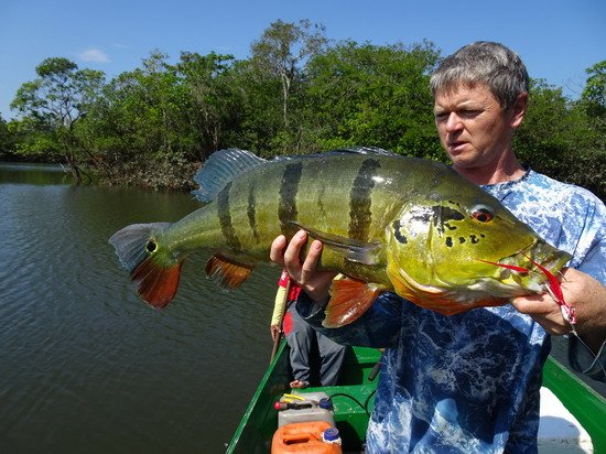 cichlida ocasooka 82 cm, 7,5 kg, ulovena na jig