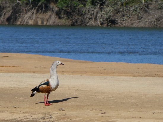 husa - pato carretero