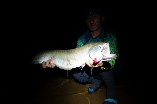 ostnojazycnatec dvouvousy - arowana 76 cm