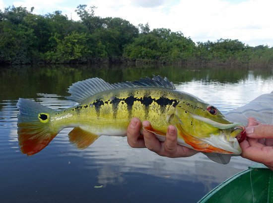 cichlida - Cichla intermedia