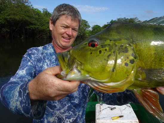 cichlida ocasooka 70 cm ulovena na musku - streamer