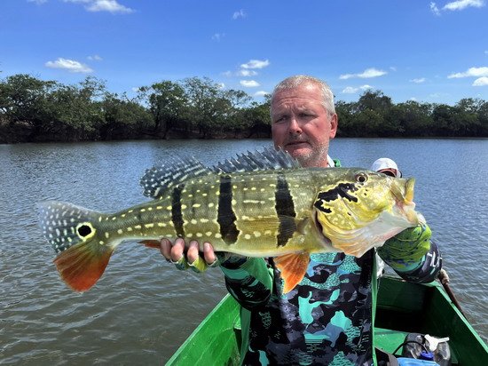 cichlida ocasooka 62 cm