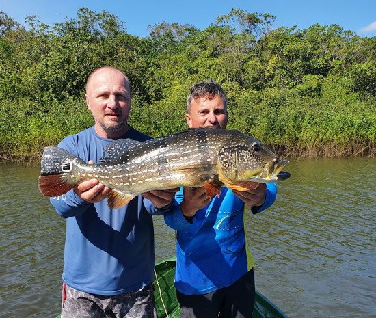 cichlida ocasooka 75 cm