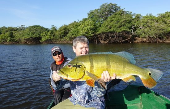 cichlida ocasooka - pavon 78 cm