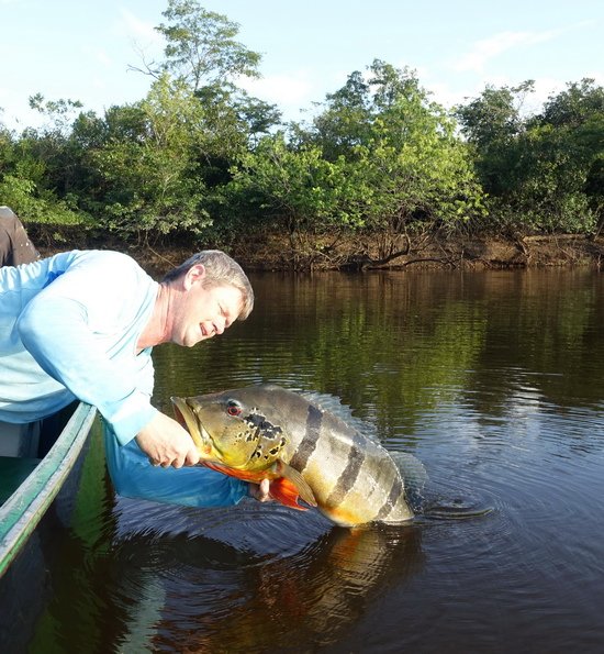 cichlida ocasooka 78 cm, 7 kg, ulovena na popp 12 cm