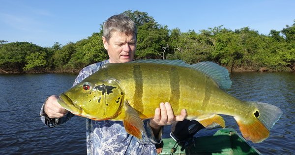 cichlida ocasooka 78 cm, 7 kg, ulovena na popp 12 cm