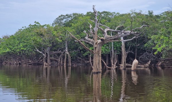 zatopeny les na brehu ricni laguny