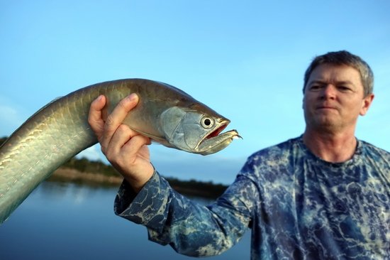 arowana - ostnojazycnatec dvouvousy 68 cm, uloveny vecer na popp