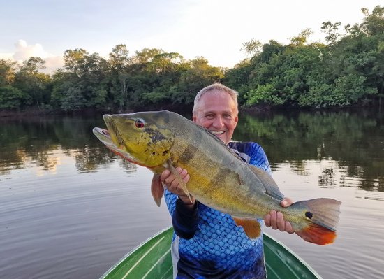 cichlida ocasooka 80 cm, ulovena na vrtulovy propper 15 cm