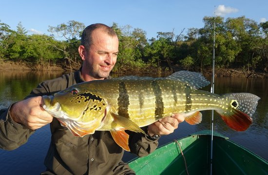 cichlida ocasooka 65 cm