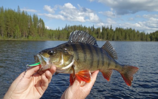 okoun 45 cm z jezera Belviksjon