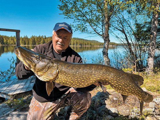 114 cm pravé štičí radosti z Hallesjo 114 cm pravé štičí radosti z Hallesjo