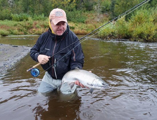 losos kisuc - coho salmon