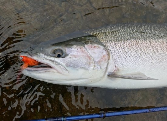 tazna forma pstruha duhoveho - steelhead