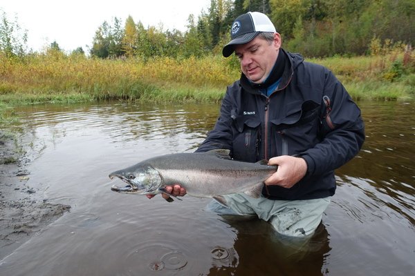 losos kisuc - coho salmon 74 cm, mlicak losos kisuc - coho salmon 74 cm, mlicak