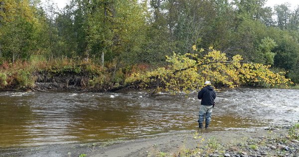 lov steelheadu na rece Anchor river