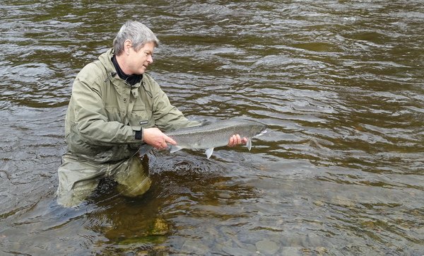 tazna forma - steelhead, navrat na svobodu tazna forma - steelhead, navrat na svobodu