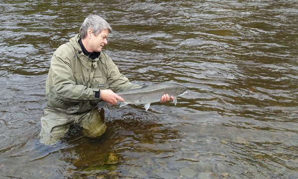 tazna forma - steelhead, navrat na svobodu